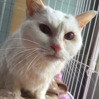 新しい家族を探しています！