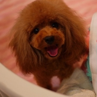 応募多数の為、一時募集を終了致します。