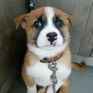 ちょっと怖がり可愛いぱん君