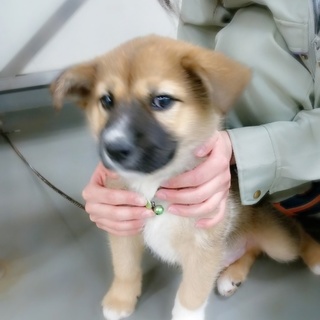 応募者多数により募集ストップします