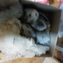 カラーハムスターの赤ちゃんです