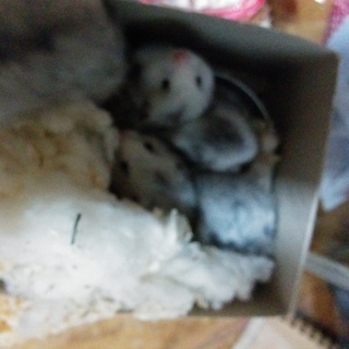 カラーハムスターの赤ちゃんです