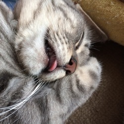 ななちゃんの寝顔