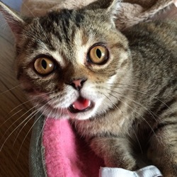 うちのバナナマン