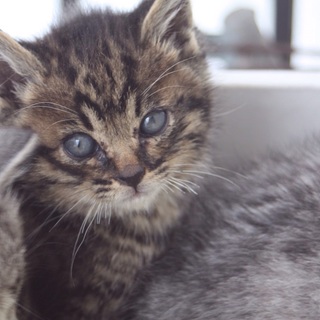 かわいい子猫です。