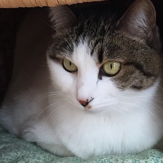 里親になってくださる方募集いたします