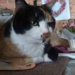 でっかい三毛猫あめちゃん決まりました