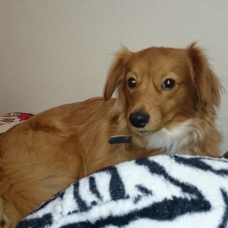 里親募集します‼