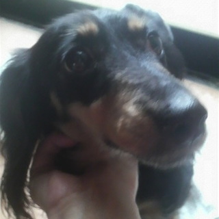 ブラックタンのダックス女の子６歳位