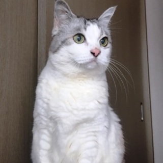 はなちゃん　おとなしい女の子です