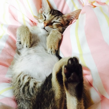 タラちゃんの写真