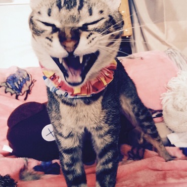 タラちゃんの写真