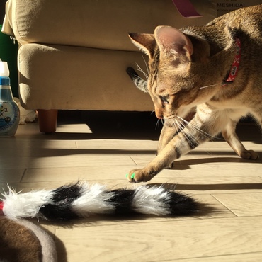 タラちゃんの写真