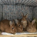 ウサギの里親になって頂ける方を探しています。