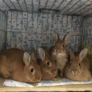 ウサギの里親になって頂ける方を探しています。