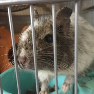 アグーチとパイドです