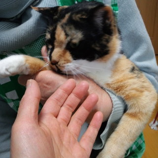 彼女にも安住の地を求めています…