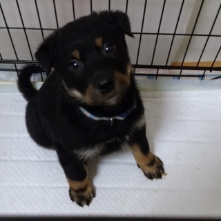 2月20日頃生まれのダイ君