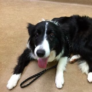 里親様決定致しました！！