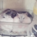 ハムスター里親募集中
