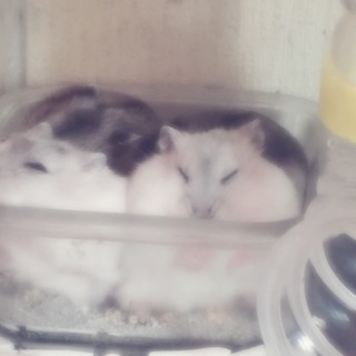 ハムスター里親募集中