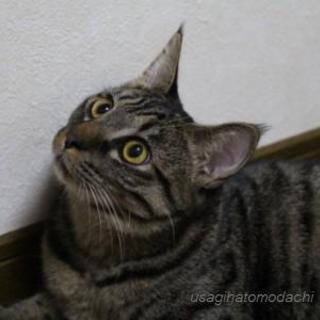 甘えん坊のキジトラくん