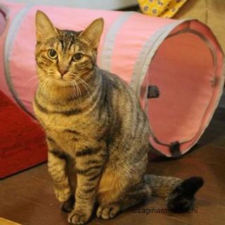 ひとは苦手です。茶色いキジの女の子