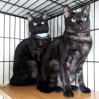 鳥居の傍で神様に守られていた子猫たち