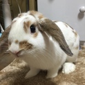 ロップ♂里親様募集します(決まりました！)