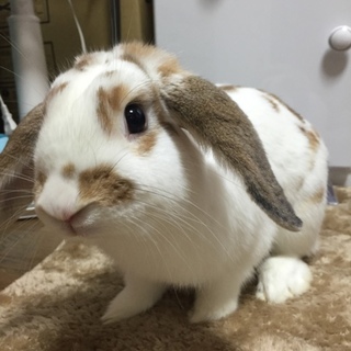 ロップ♂里親様募集します(決まりました！)