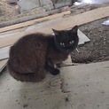 迷い子猫ちゃん里親募集中