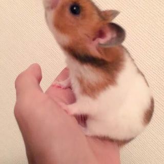 【健康体】ゴールデンハムスターのメスの里親募集！