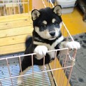 里親募集。生後2ヶ月半の可愛い黒柴♀です。