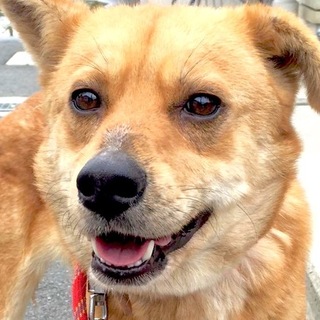 片耳折れ耳が可愛い女の子！