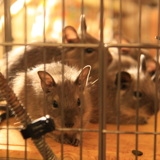 デグー（ブルー、ヘテロ）　2-3か月　4匹里親募集