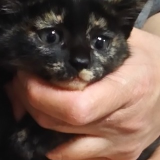 多頭飼育で生まれた 可愛いサビ柄の仔猫です。