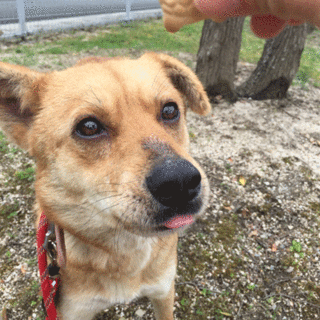 　バンちゃん、最後まで諦めません！