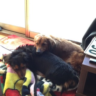 ダックス♀♂２匹里親募集