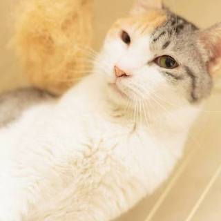 大人しい　美人の　はるちゃん