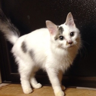 再募集の為募集停止