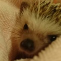 ハリネズミ♂