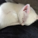子猫保護しました！