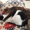 W亀猫！ごめ猫(*´艸`)