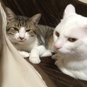 仲良し兄弟猫 真っ白マロくんとミックステリーくん♪