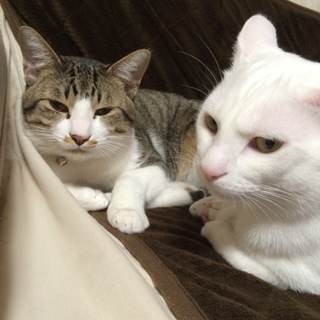 仲良し兄弟猫 真っ白マロくんとミックステリーくん♪