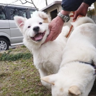 「カイ(仮)」といいます(生後半年)