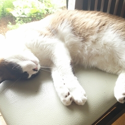 「世界に一つだけの 太猫☆」サムネイル3