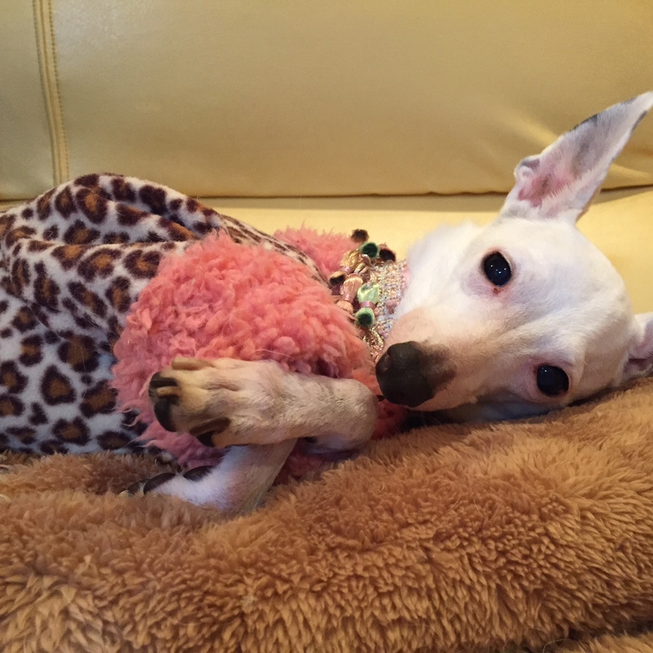 アリアのカバー写真