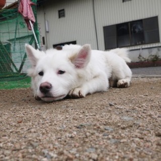 「リク(仮)」といいます(生後半年)