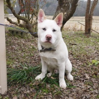 「ハル(仮)」といいます(生後半年)